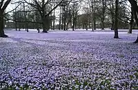 Die Krokusblüte – im Hintergrund der Wasserturm Husum