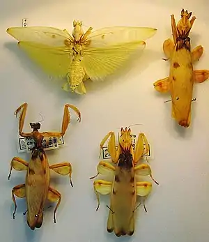 Verschiedene präparierte Exemplare der Orchideenmantis in der Zoologischen Staatssammlung München