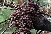 Lebkuchenbeere  (Hyphaene&nbsp;coriacea, Hyphaene&nbsp;thebaica)