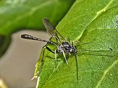 Männchen