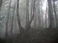 Nebelwälder Gilans, Umgebung Masulehs
