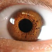 Braune Iris