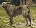 Irischer Wolfshund