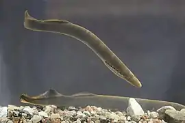 Flussneunauge (Lampetra fluviatilis)