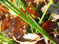 Gegliedertes Blatt