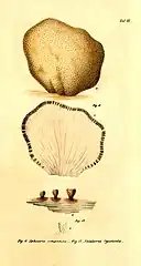 Praemissa in floram cryptogamicam Javae Insulae, Tab. III