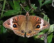 Junonia evarete mit weißen Fühlern und braunem Bereich am Vorderflügelaugenfleck