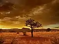 Kameldornbaum bei Helmeringhausen (Namibia)