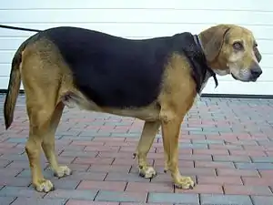 Kerry Beagle