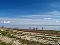 Rinder auf der Insel