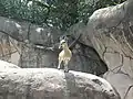 Freianlage für Klippspringer