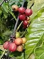 Robusta-Kaffee, Lebensgrundlage für die Gemeinschaften im Wald des Nationalparks