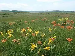 Lilien in den Wiesen um den See