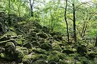 Löbauer Berg, in der Eiszeit entstandene Blockhalde (Blockmeer)