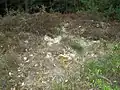 Flechtenreiche Sandheide nördlich von Niederhaverbeck