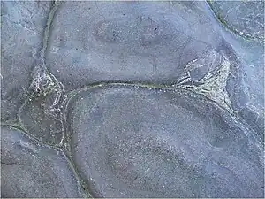 Kissenlava