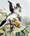 Raubwürger in Les Oiseaux Les Plus Remarquables von Traviès