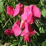 Blüten der Knollen-Platterbse. Bei den Blüten links von der Bildmitte ragt das Schiffchen nach links heraus.