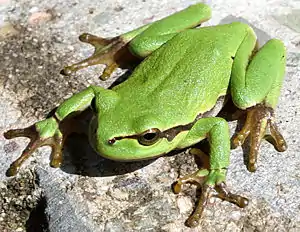 Europäischer Laubfrosch,Internationales „Jahr des Frosches“