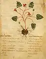 Pseudo-Apuleius Leiden 6. Jahrhundert