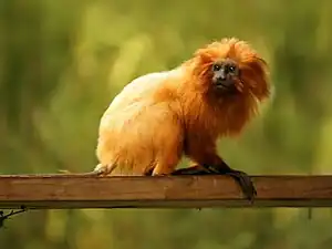 Goldenes Löwenäffchen (Leontopithecus rosalia)