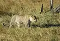 Leopard in der Masai Mara