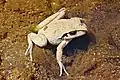 Ranoidea lesueuri (unter Wasser)