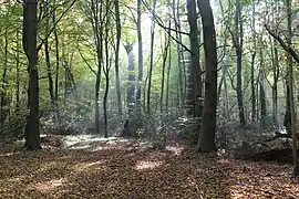 Lichteinfall im Urwald