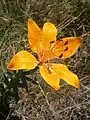 Nahaufnahme von Lilium bulbiferum var. croceum in Oisans
