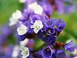 Limonium spectabile