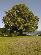 Die Linde bei der Plainkirche