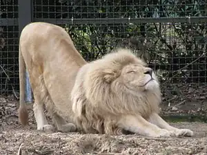 Männchen beim Stretching