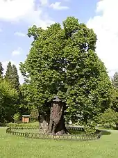 Winterlinde(Tilia cordata)