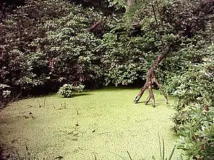 Teich im Park