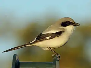 Louisianawürger (Lanius ludovicianus)