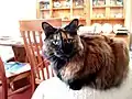Schwarz-rote Schildpattkatze