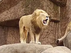Löwe