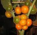 Reifende Lulofrüchte