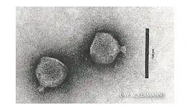 Bruynoghevirus, Podoviren
