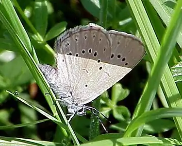 Heller Wiesenknopf-Ameisenbläuling