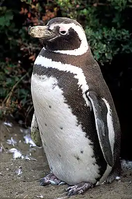 Magellanpinguin (Spheniscus magellanicus)