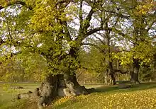 Im goldenen Herbstlaub