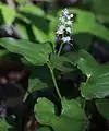 Einfacher Blütenstand Maianthemum dilatatum
