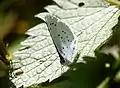 Die vielen Schmetterlinge im Gebiet, wie der empfindliche Faulbaum-Bläuling, sind ein guter Indikator für die ökologische Qualität des Gebietes.