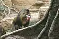 Mandrill, Männchen