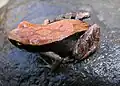 Mantella betsileo