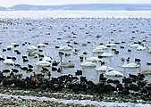 Überwinterungsgebiet Mariagerfjord