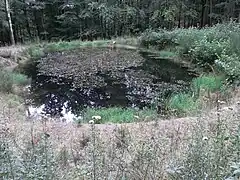 Markbach-Teich im Laubwald