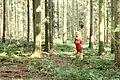 Waldtaucher, Markus Keuler