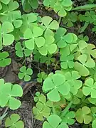 Marsilea crenata